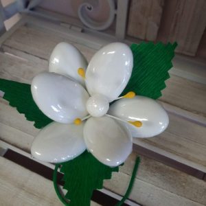 Magnolia bianca